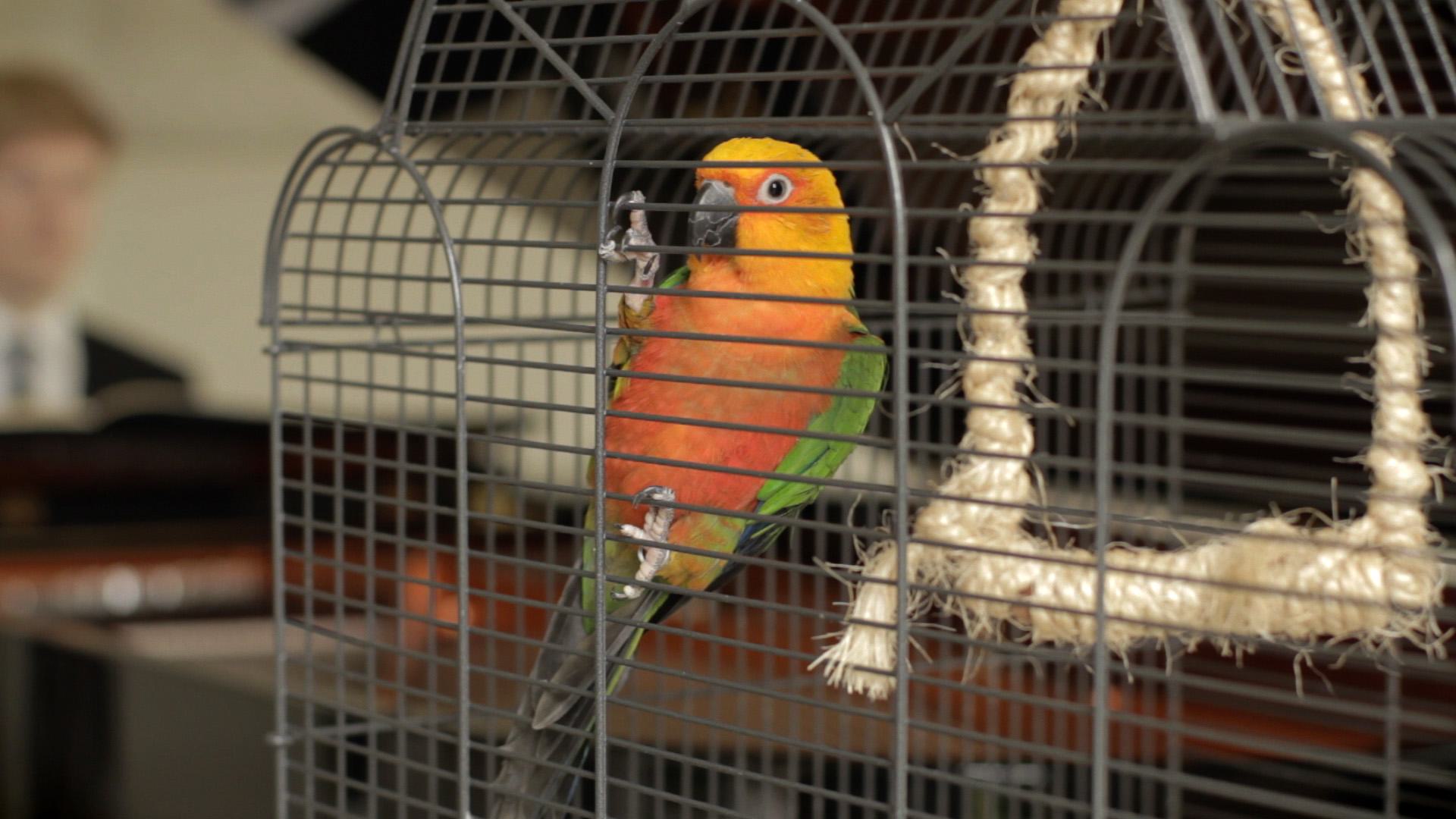 Museum trifft Tierheim – Federn gelassen?