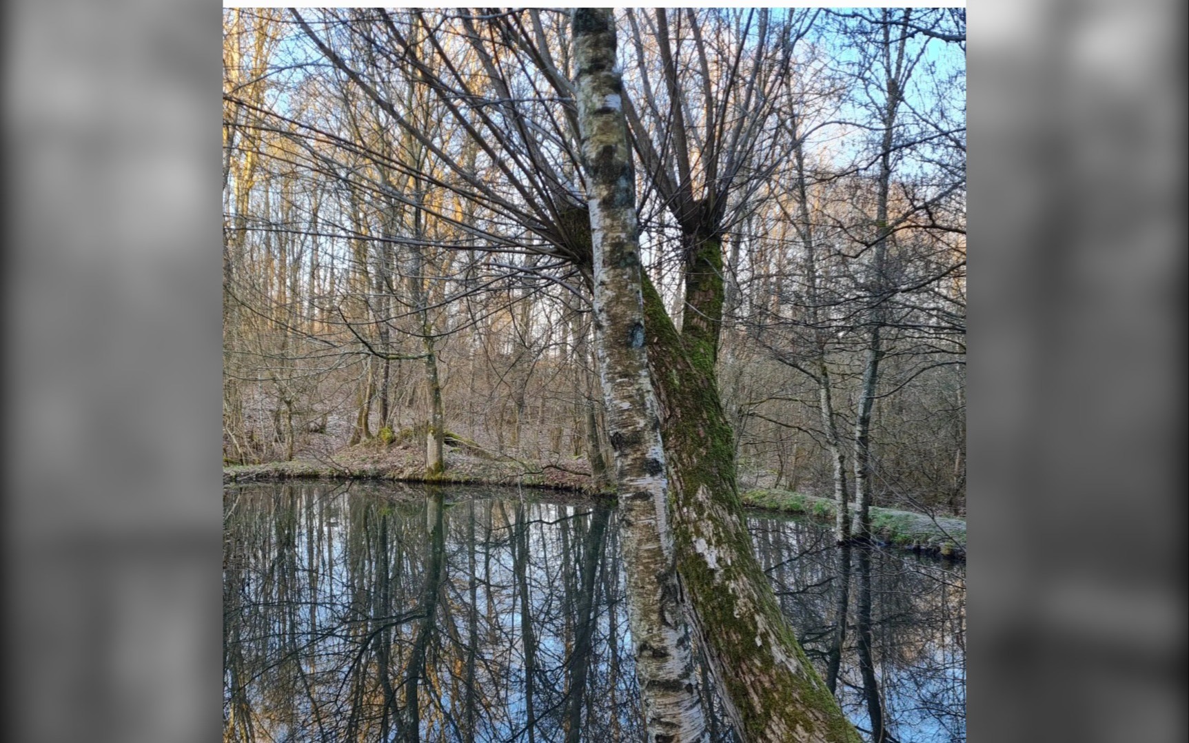 Waldbaden am Fuße der Kalteiche von und mit Monika Neuser Waldbadentherapeutin