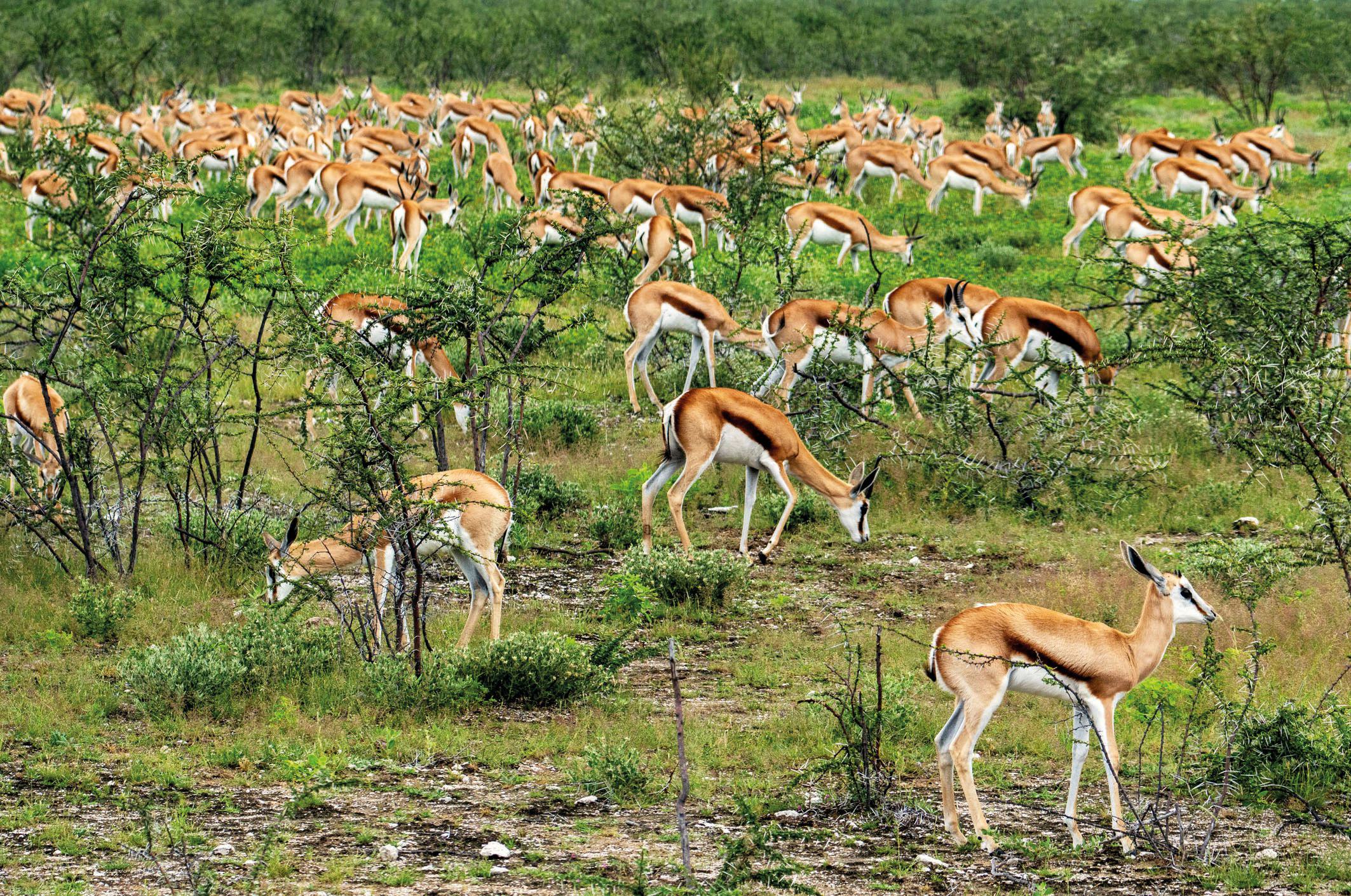Erlebnisbericht einer Rundreise durch das südliche Afrika