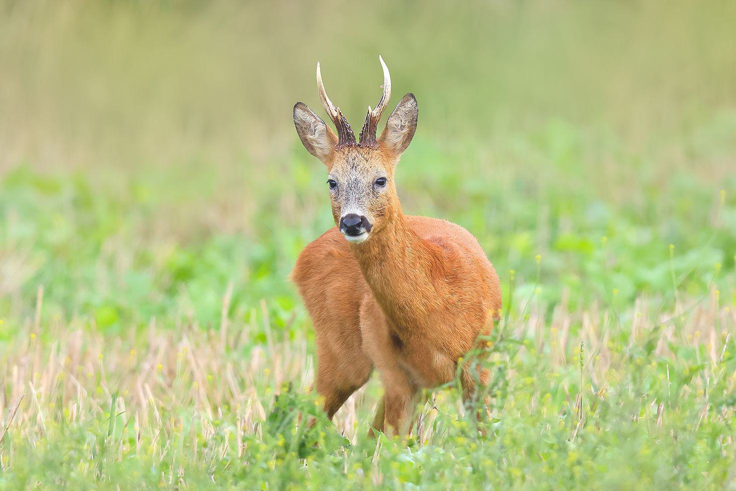 Poesie des Augenblicks - Ein Jahr aus der Sicht eines Naturfotografen