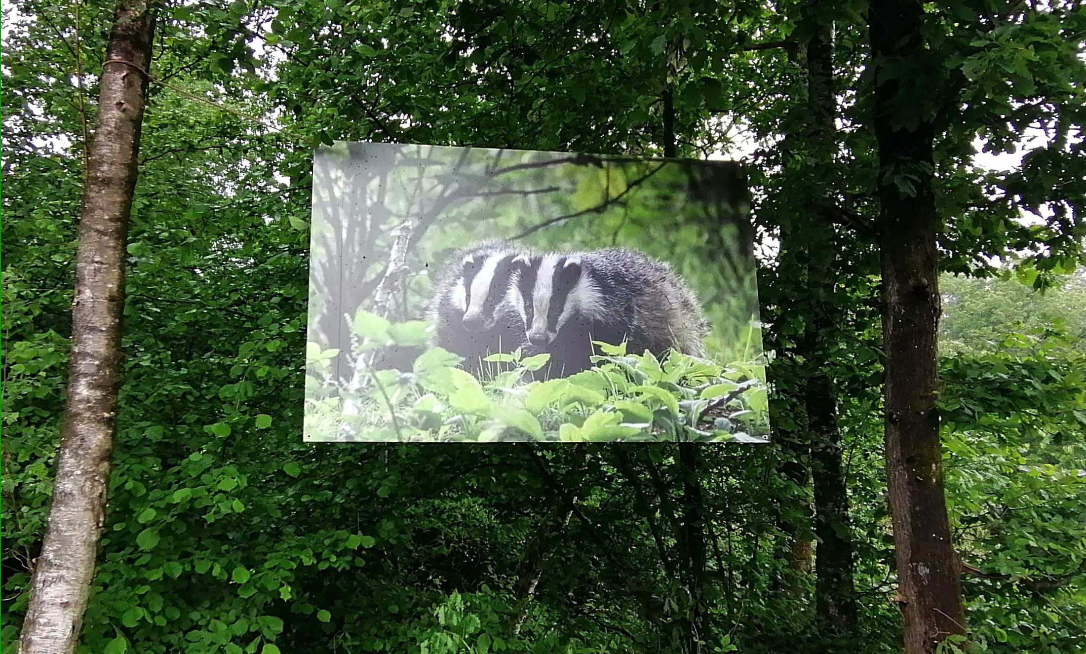 Die Natur als Galerie: Großformatige Fotografien im Wald